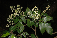 Walsura trifoliata var. ternata
